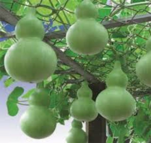 10 hạt Bầu hồ lô cao sản