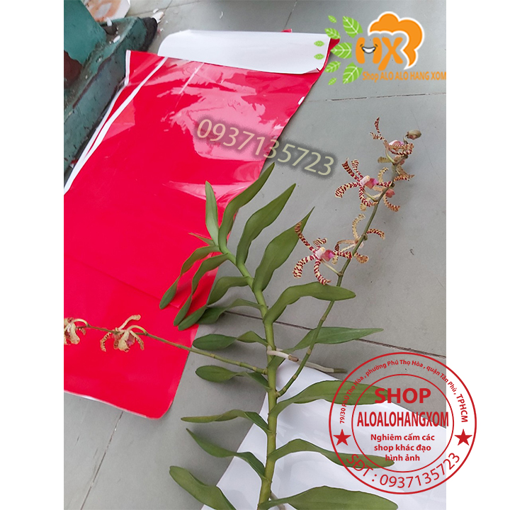[HCM]CÂY LAN BÒ CẠP RẰN - CÂY CÓ 2 VÒI HOA