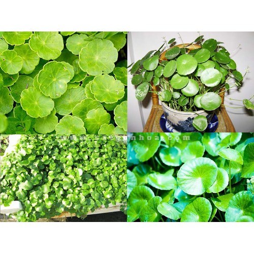 BẦU RAU MÁ TA (rau má dù, rau má lá nhỏ)