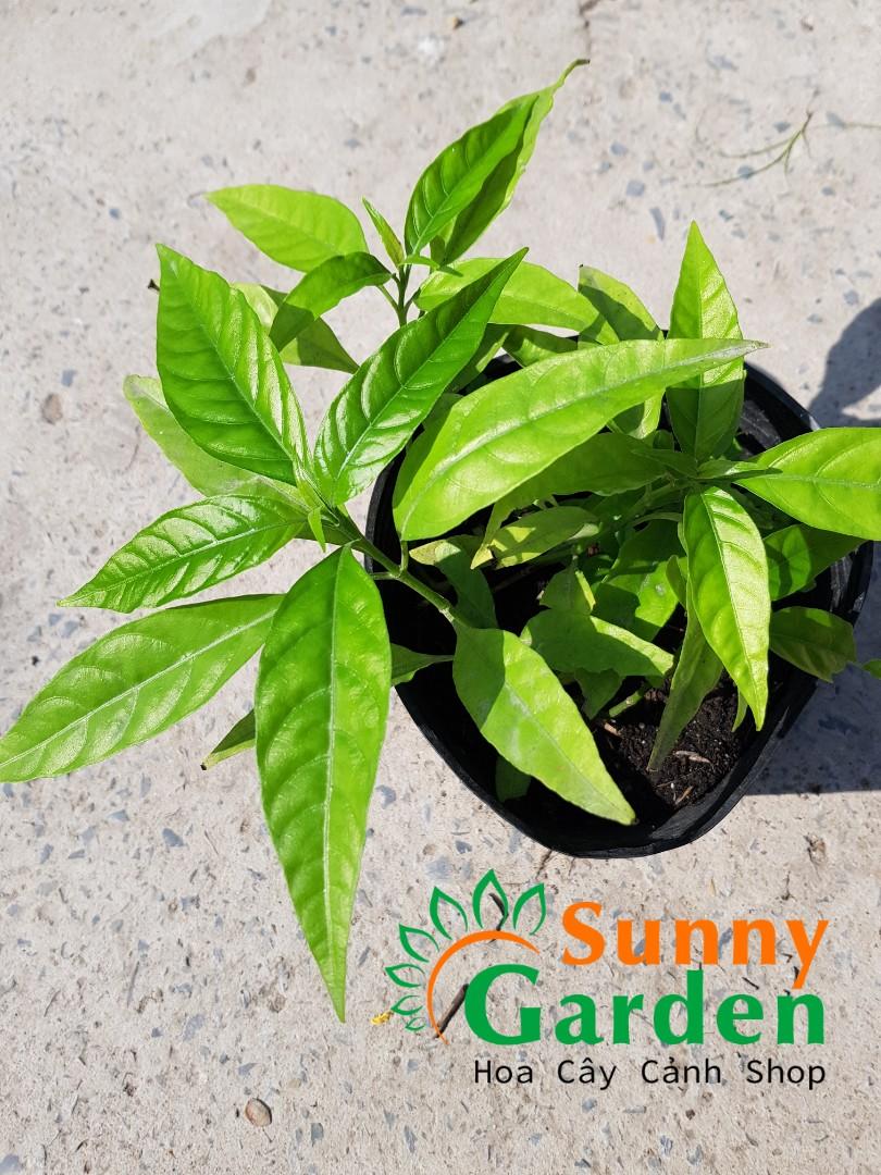 Cây Trà Hoàn Ngọc - Chậu Rau Dược Liệu thường xuyên tưới nước hàng ngày cho cây vào buổi sáng và buổi chiều. Khi cây bén rễ thì bón thúc. Cây được cung cấp đủ chất dinh dưỡng thì lá sẽ nhanh tốt