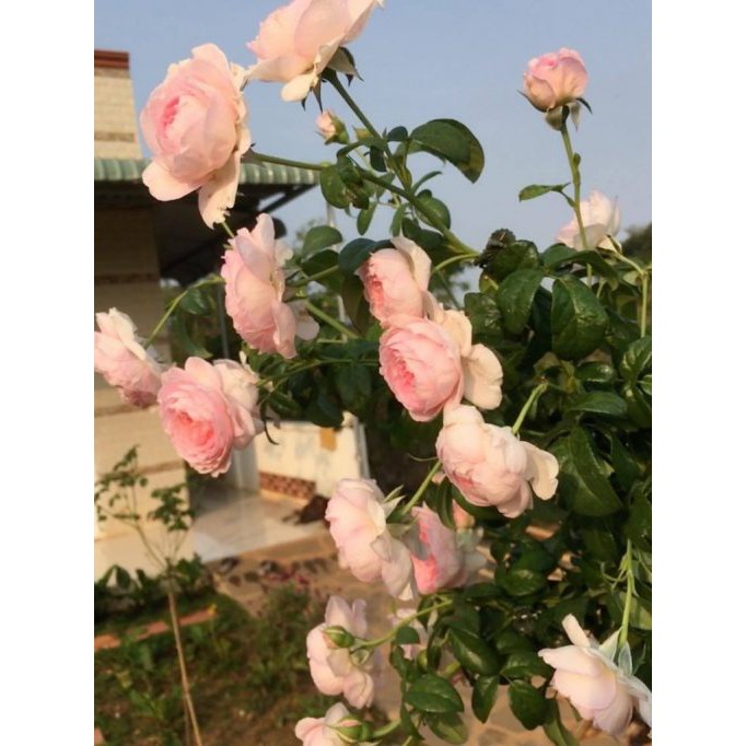 Hoa Hồng Mon Coeur Rose