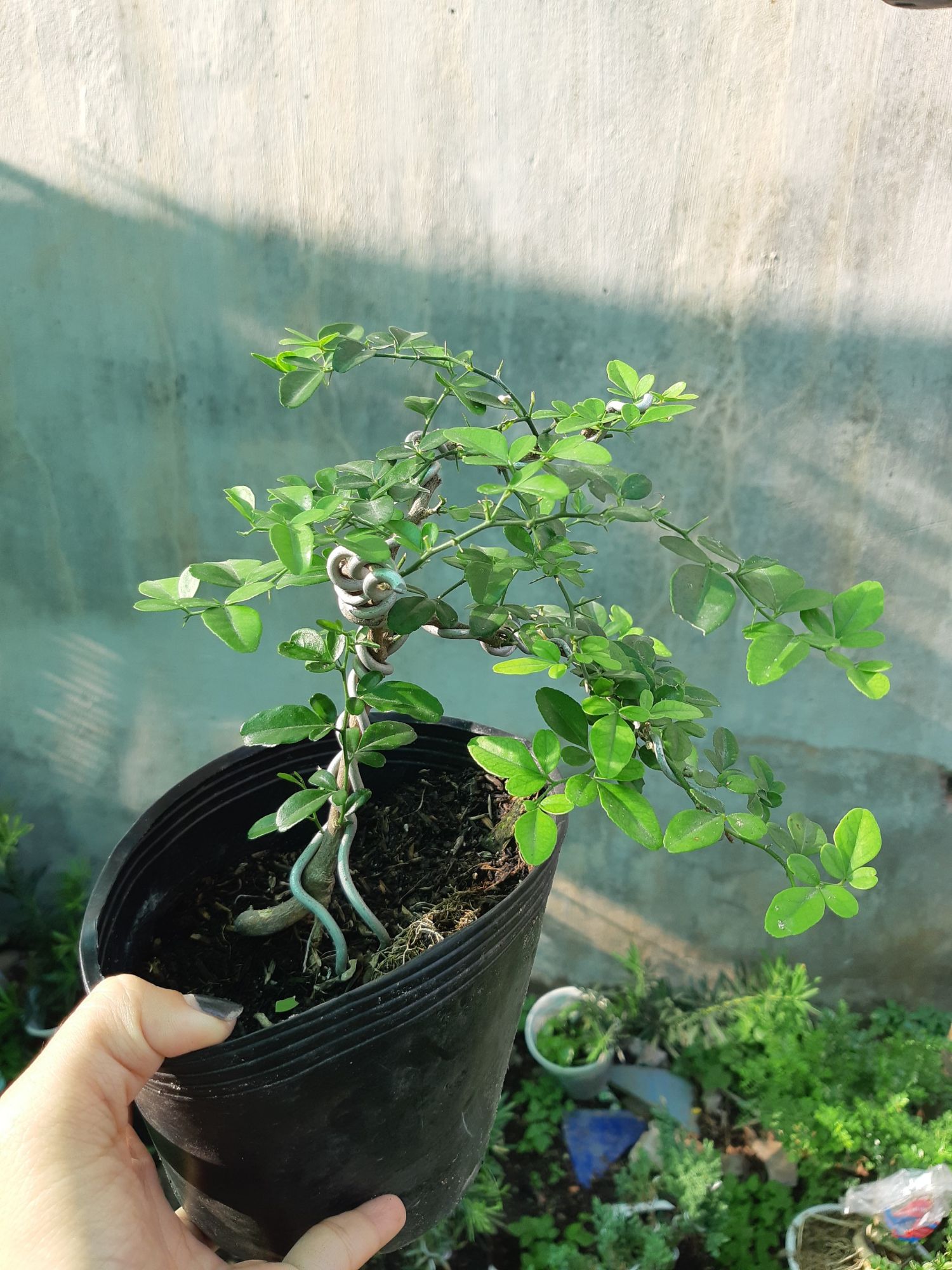 cây kim quýt DÁNG BONSAI MINI