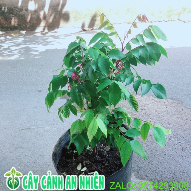Cây khế có hoa cho trái ngon