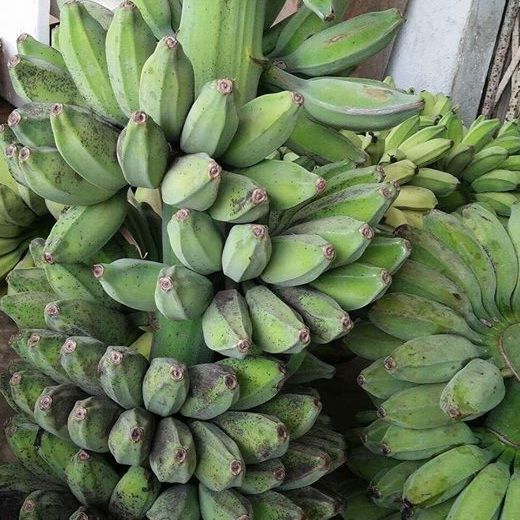 COMBO 3 CÂY CHUỐI SAP 79K