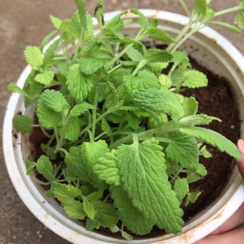 Hạt Giống Bạc Hà Mèo Catnip (Cỏ Mèo)