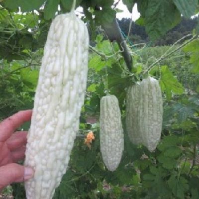 Hạt_Giống_Mướp_Đắng_Trắng 10 hạt ( tặng kèm kích mầm và phân bón )