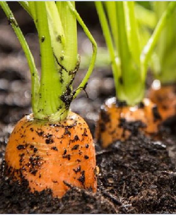 Tiny Carrot Seeds (Mini Carrots) - Pack of 100 Seeds