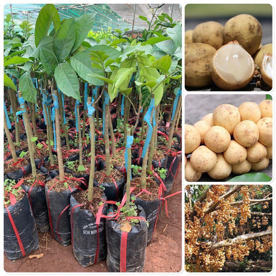 CÂY BÒN BON GHÉP ( GIỐNG GHÉP 1-2 NĂM, SIÊU TRÁI ).