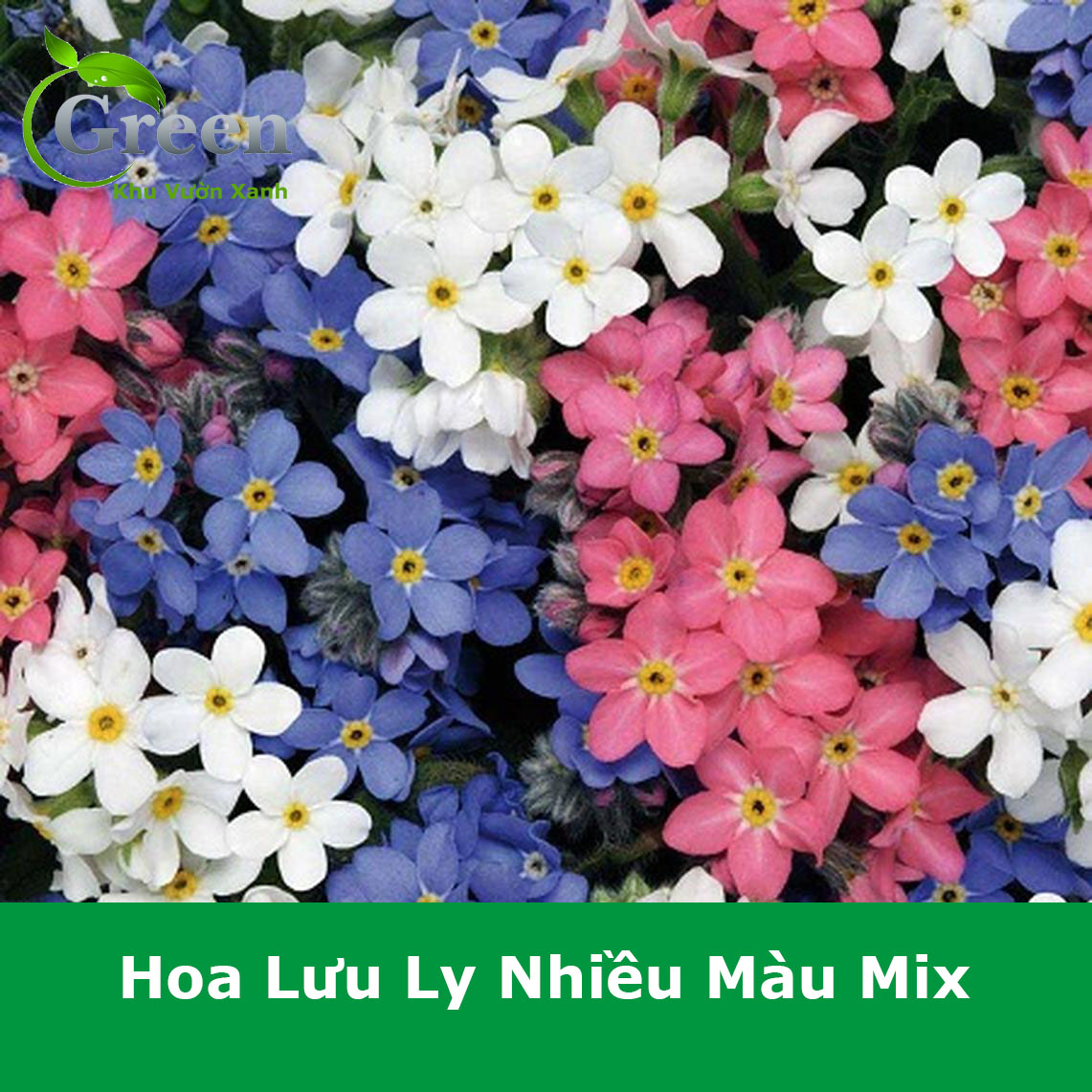 Hạt Giống Hoa Lưu Ly Nhiều Màu Chịu Nhiệt Tốt