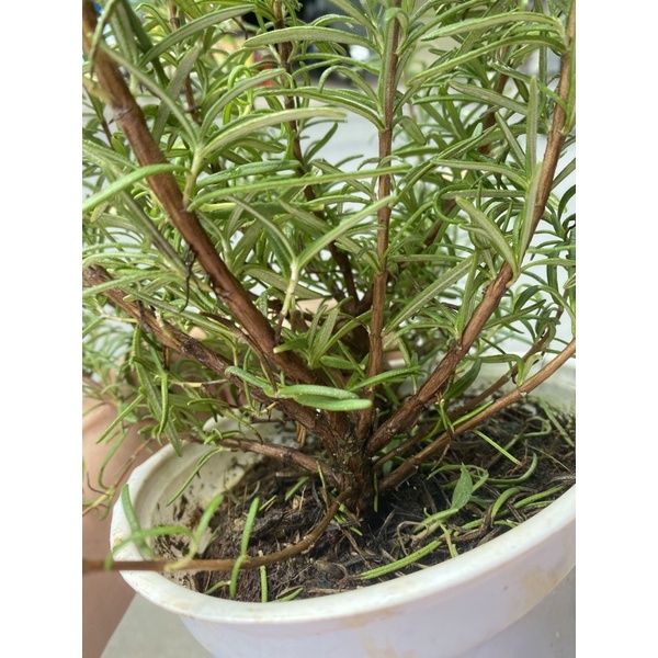 CÂY ROSEMARY - HƯƠNG THẢO BỤI LỚN 25-30cm