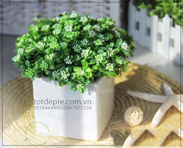 Cây hoa ngâu - Cây nhụa cao cấp