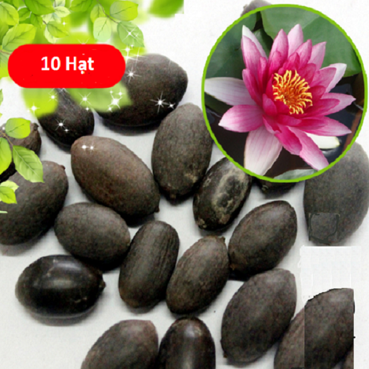 [HCM]Hạt Giống Sen Nhật Mini (10 hạt - nhiều màu)