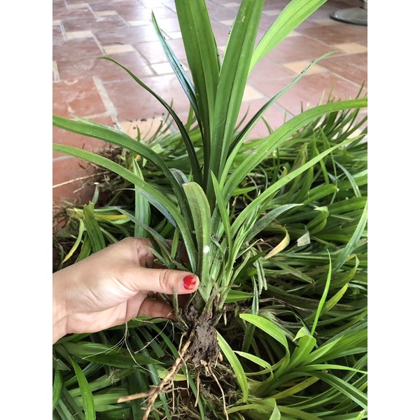 Cây lá dứa ( lá nếp ) link rễ trần cây to khoẻ 20-30cm