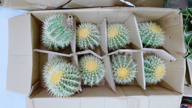 Xương Rồng Kim Hổ Lớn