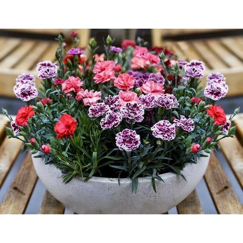 Hạt giống hoa cẩm chướng kép lùn mix - Gói 50 hạt