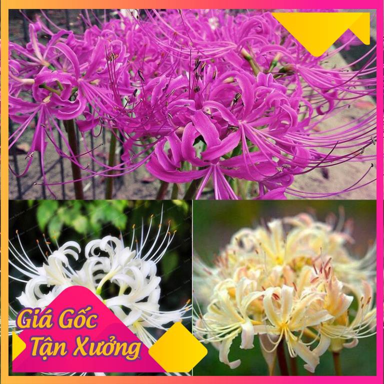 [HCM]Khu Vườn Combo 3 Củ Hoa Truyền Thuyết Bỉ Ngạn Đỏ Trắng Vàng .