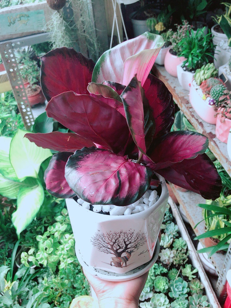 Chậu Cây Đuôi Công Hồng