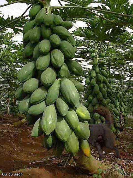 Hạt giống Đu đủ ruột gấc ngân lượng