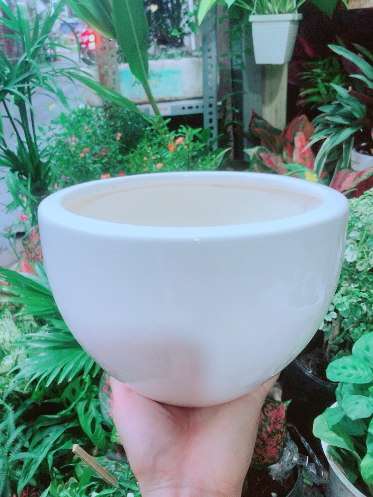 Chậu Trồng Cây (chậu sứ 12.5cm)