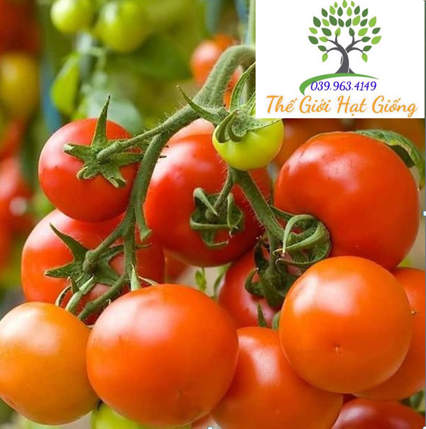 🍅Hạt Giống Cà Chua Bi🍅 (Tỉ Lể Nảy Mầm Cao, Siêu Ngọt Thơm) - 1gr/gói