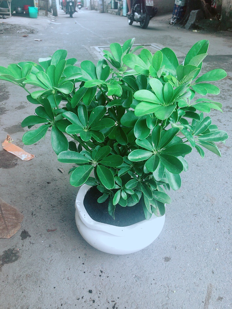 Ngũ Gia Bì Size Đại Kèm Chậu Sứ