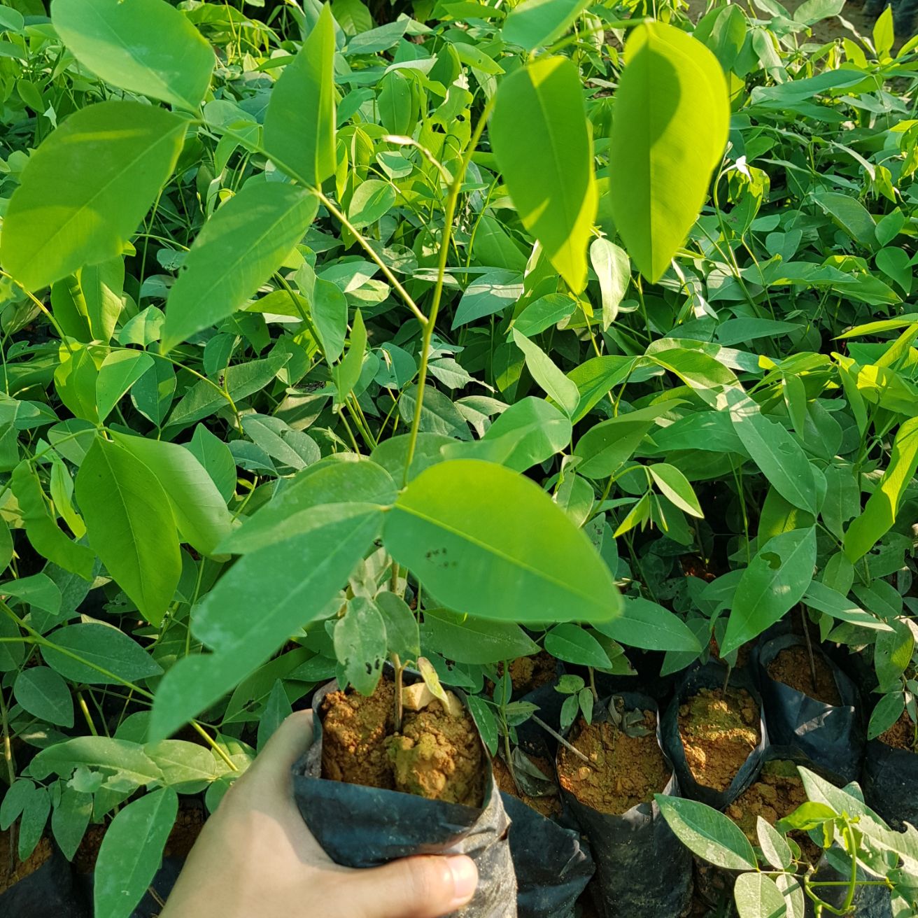 Combo 4 Cây giống muồng hoàng yến ( tặng thêm 1 cây)