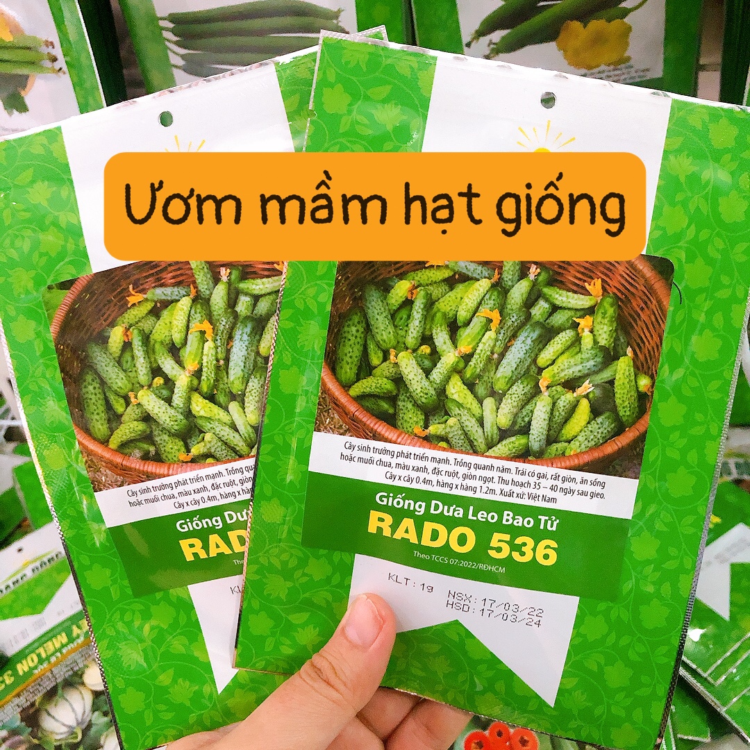 HẠT GIỐNG DƯA LEO BAO TỬ (1g)