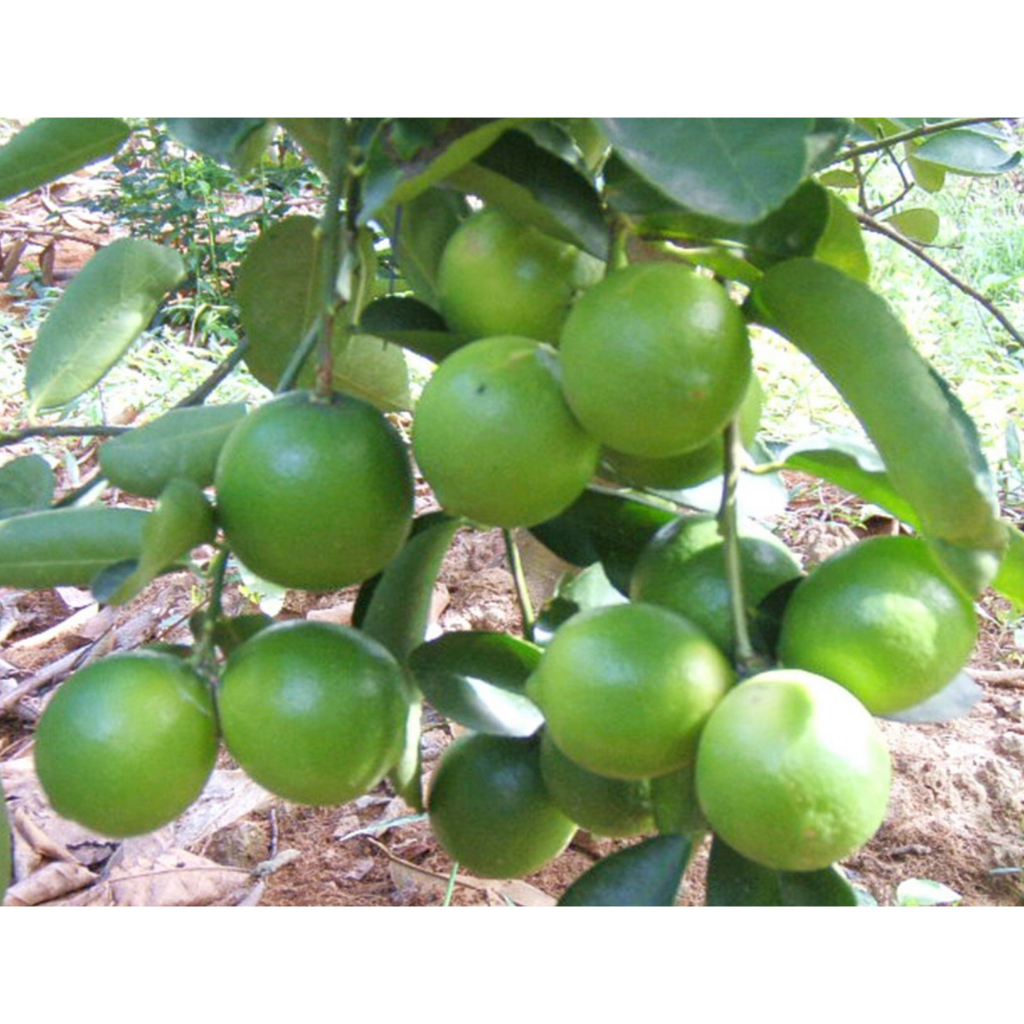Cây giống chanh giấy mica