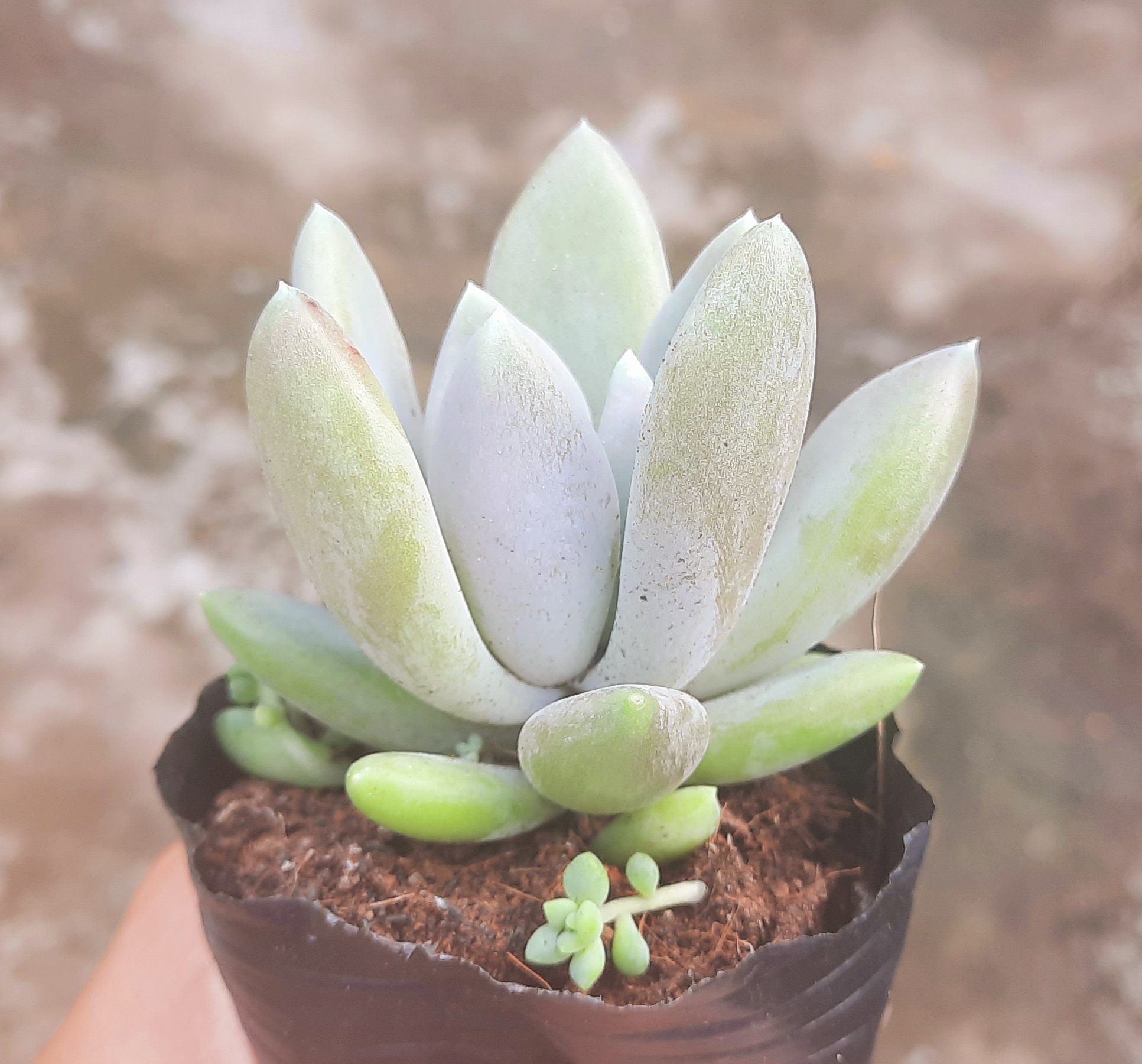 Sen đá SỎI XANH size bầu
