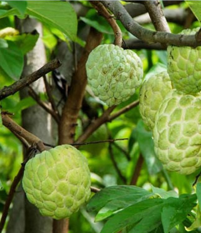 "Gói 10 "Hạt giống na dai lạng sơn [Seeds]