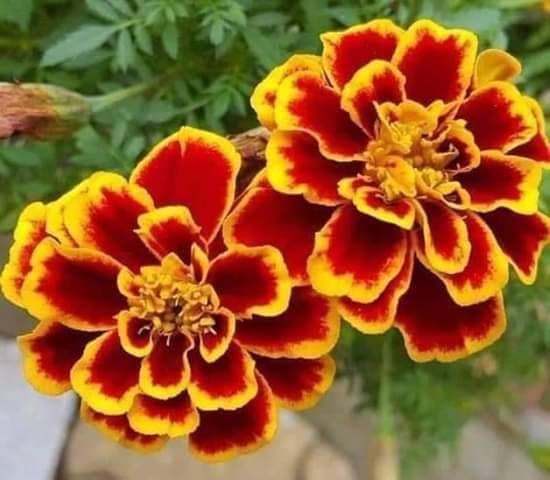 Star Apricot Chrysanthemum Seeds - (50 Seeds/Package)