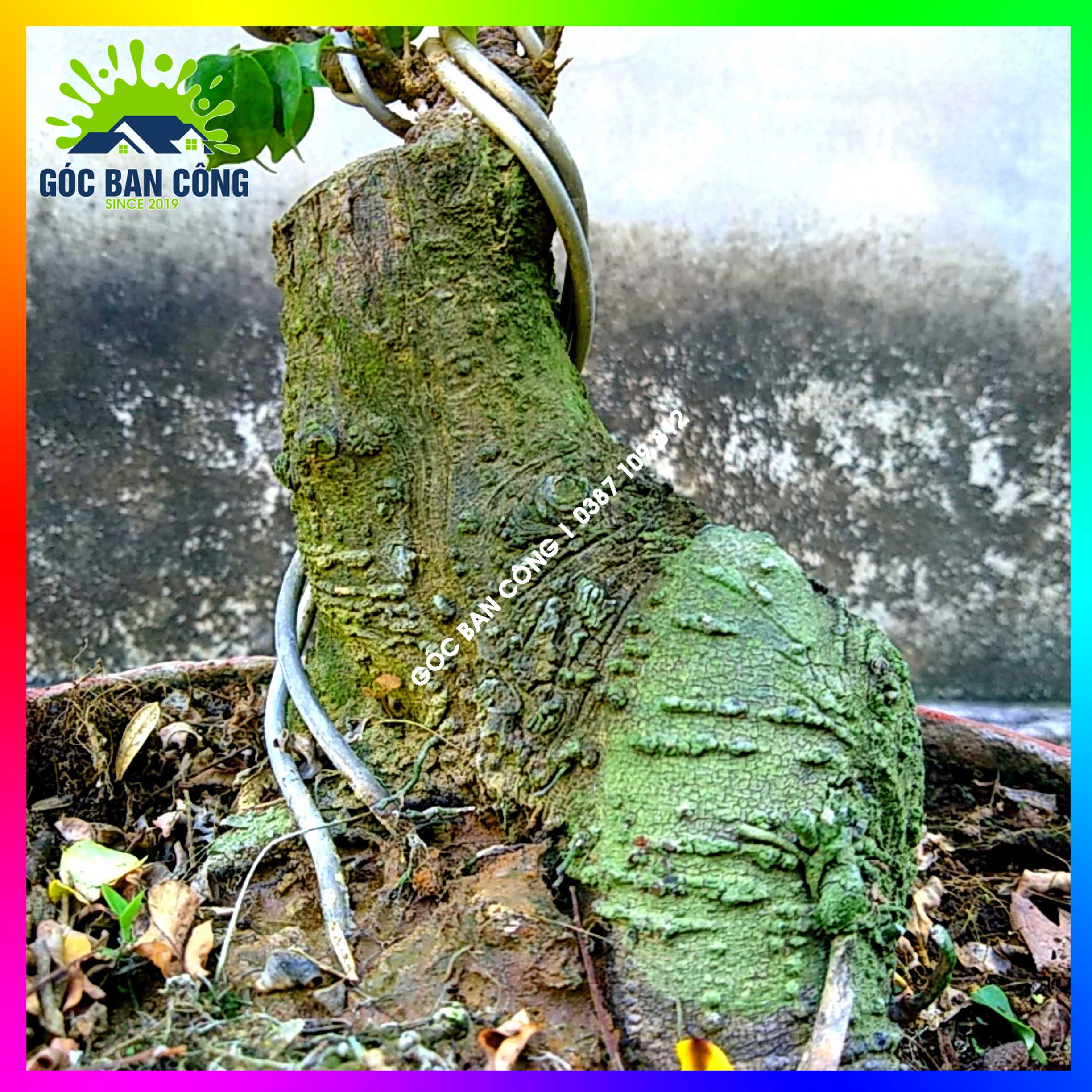 Cây Khế Bonsai Mini Gốc Quái - KBS18
