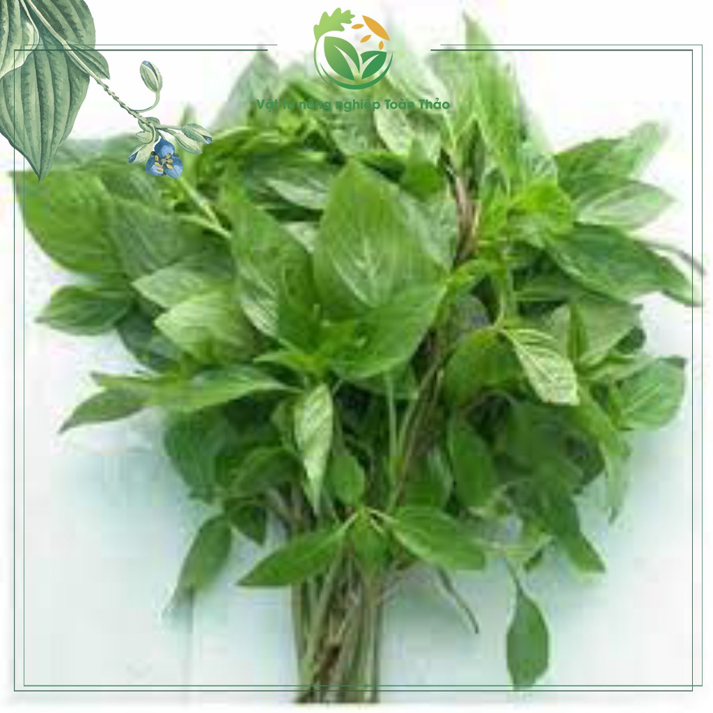 1 gói hạt giống rau húng quế - lá to, dễ trồng, thơm ngon