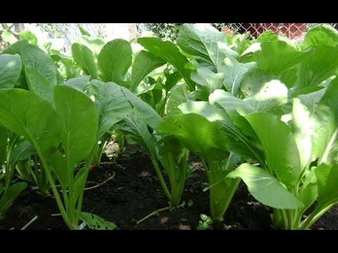 Hạt giống cải ngọt cọng xanh