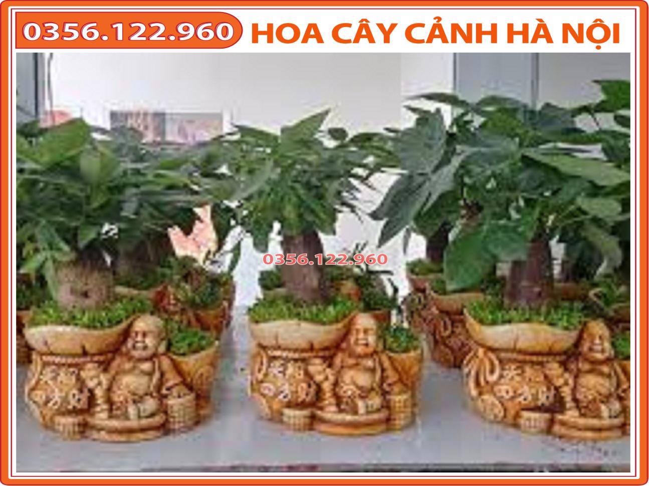 Cây kim ngân để bàn, không kèm chậu