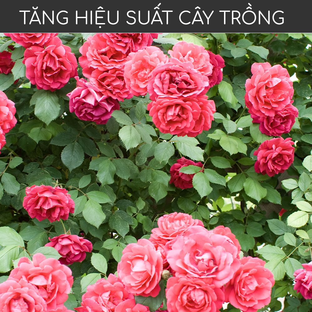 PHÂN TRÙN QUẾ VIÊN NÉN - LAVAMIX - (GÓI1KG)