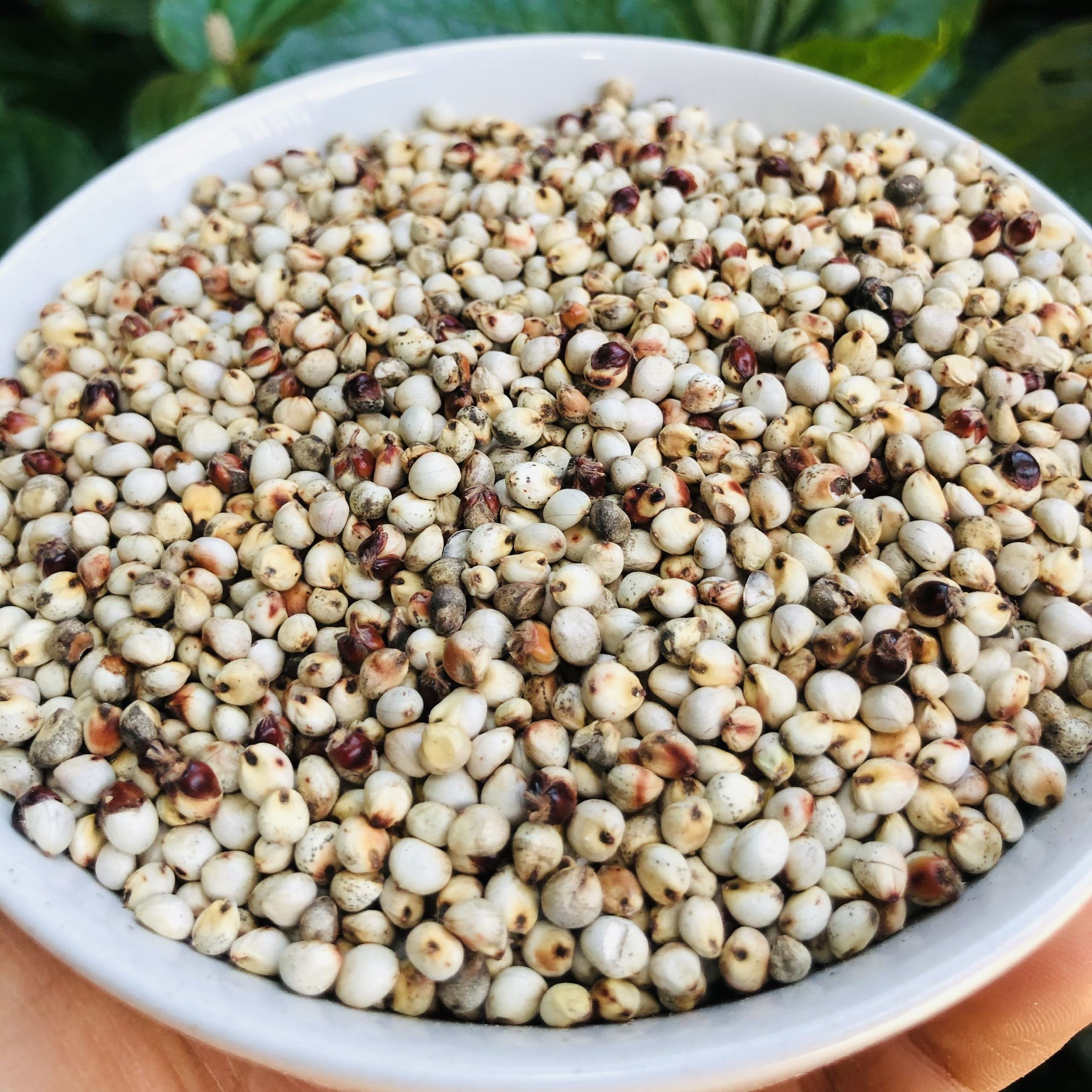 1Kg hạt Bobo trắng , Ý Dĩ ( thức ăn yêu thích của gà đá, chim cảnh )