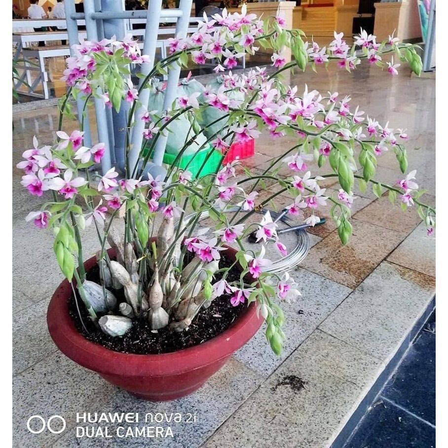 Củ hoa Lan bầurượi(2 củ) HOA TẾT