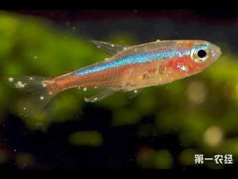 Tetra diệt nấm cho cá cảnh