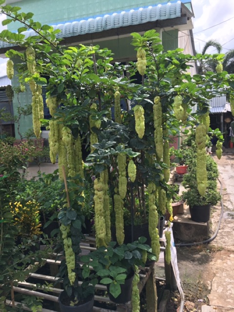 Cây Huyền trân công chúa