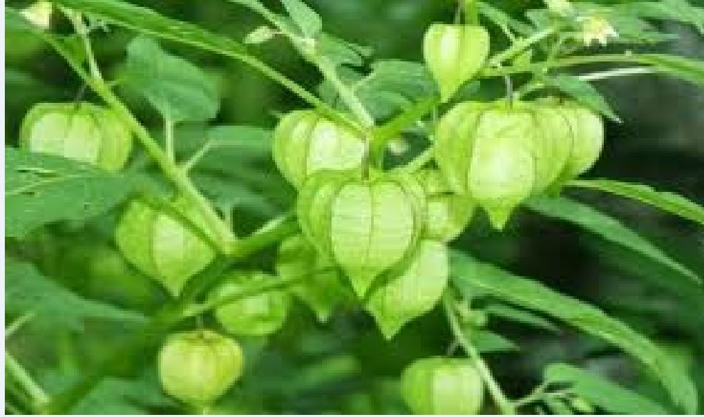 Hạt Giống Cây Tầm Bóp  -  gói 0.2gram
