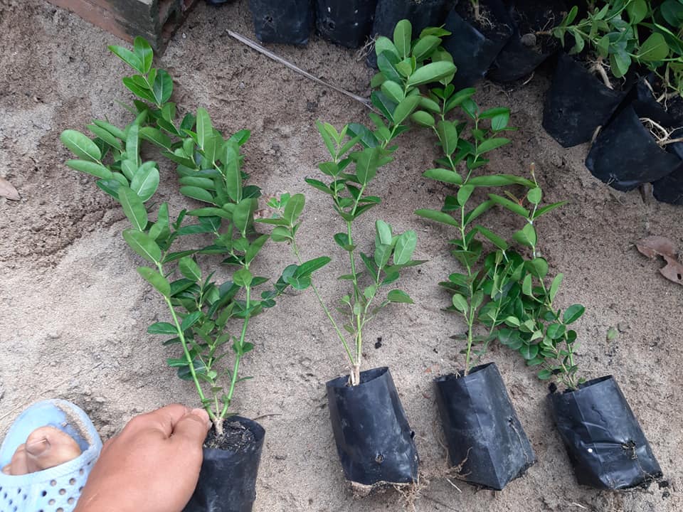 Cây Siro cao 50cm (ảnh thật)
