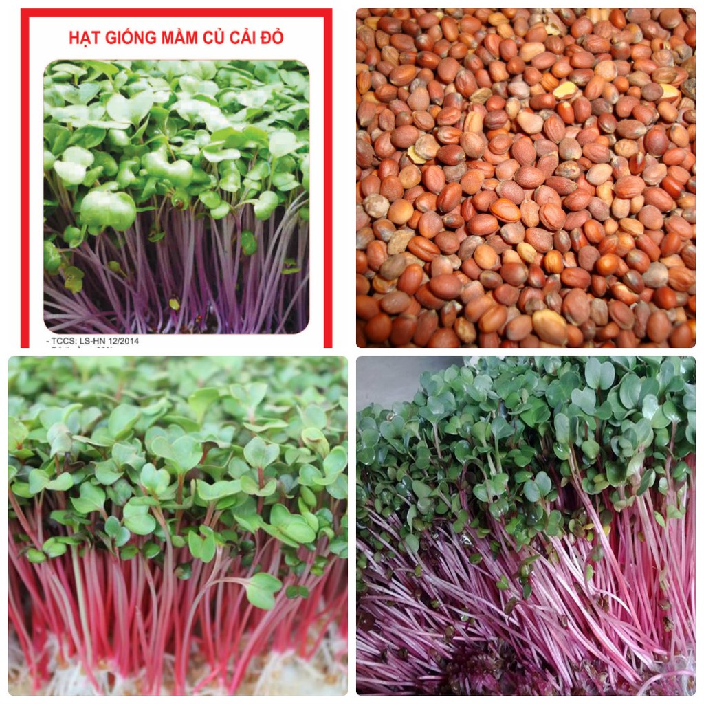 HẠT GIỐNG RAU MẦM CỦ CẢI ĐỎ 50 GRAM