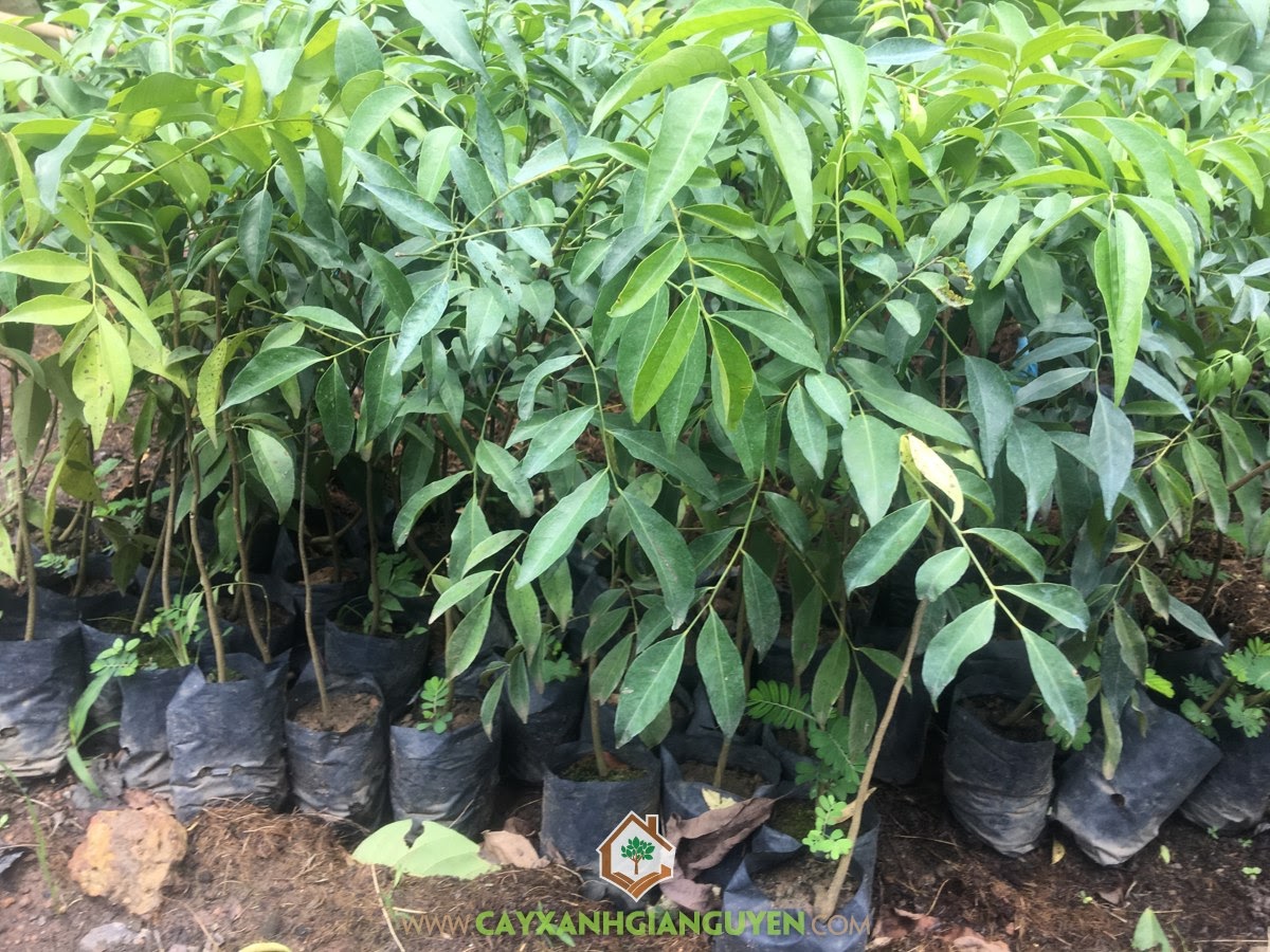 Cây móc mật com bo 5 cây 59K