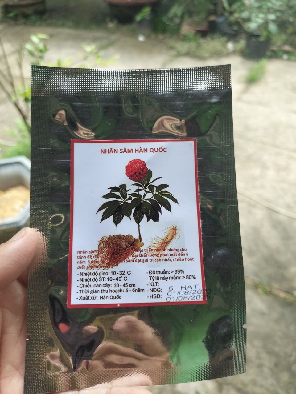 Gói 5 Hạt giống Nhân Sâm Hàn Quốc