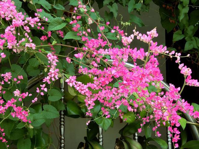 CÂY GIỐNG HOA TY GÔN