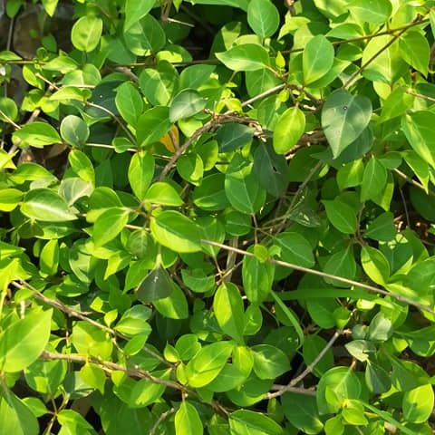 Hạt Giống Cây Lá Giang dể trồng - Gói 10 hạt