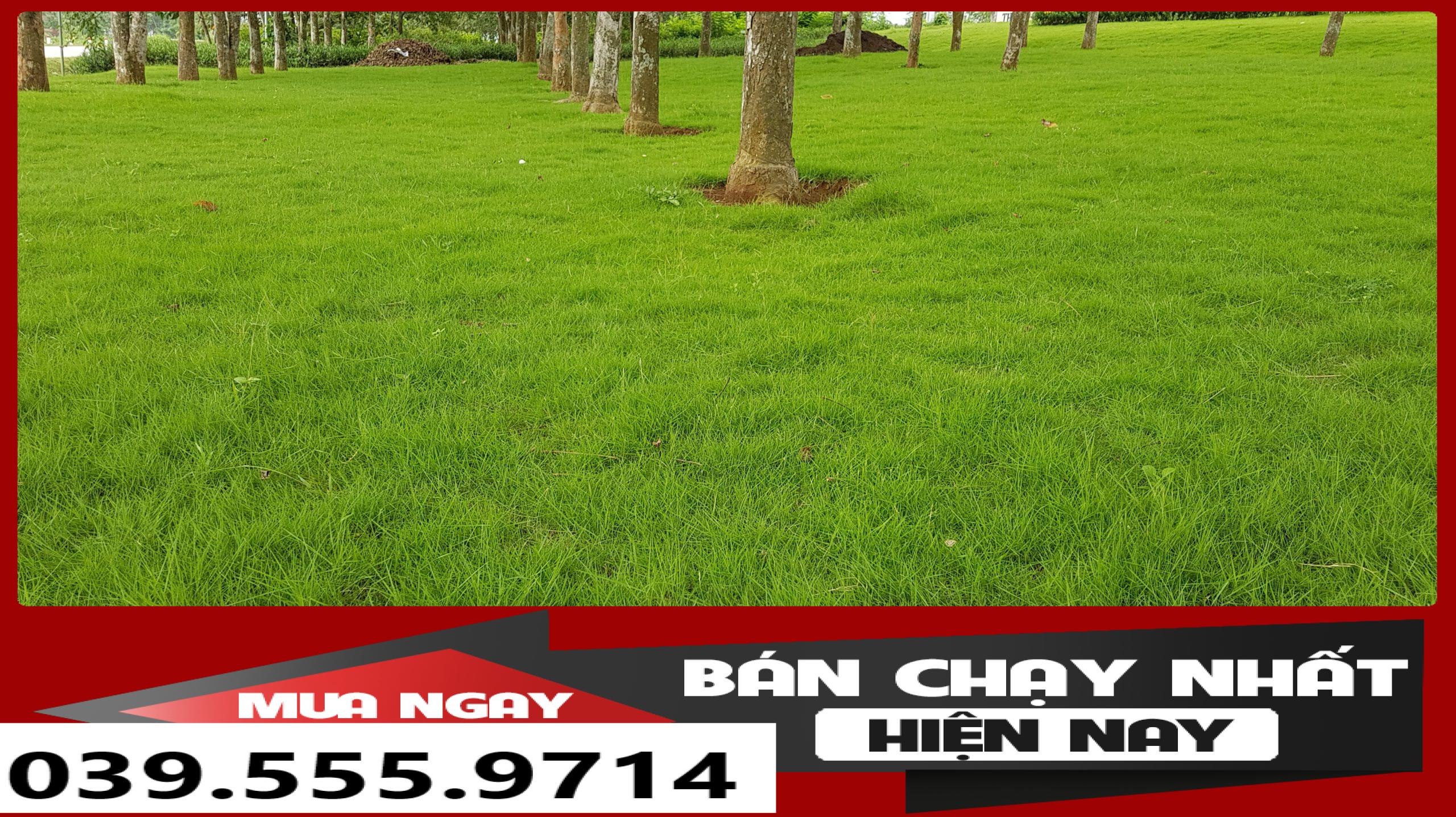 Hạt Cỏ Nhung Nhật - Cỏ Thảm trang trí 200 gam