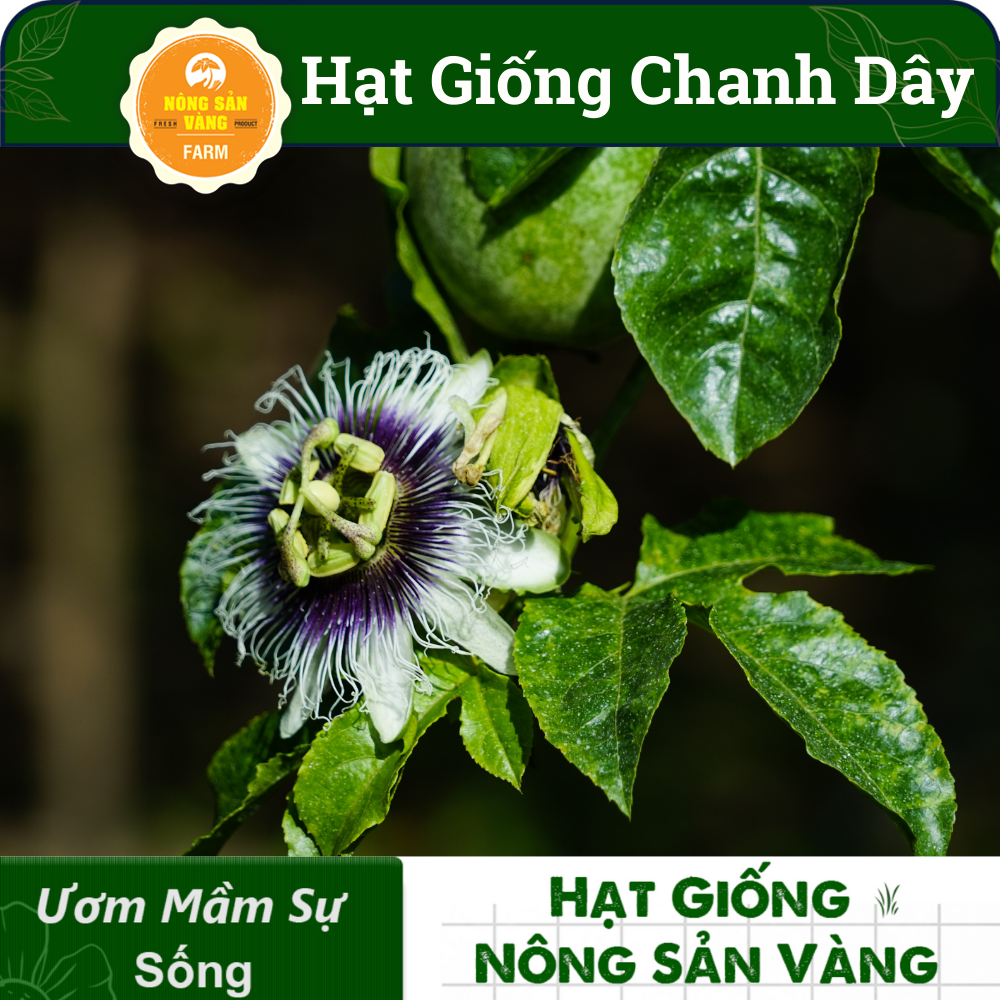 Hạt giống Chanh Dây, Loại Trái Cây Nhiệt Đới, Rất Giàu Dinh Dưỡng, Dễ Chế Biến Thành Nước Giải Khát (Gói 50 Hạt) - Nông Sản Vàng