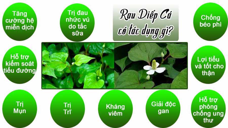 Bột Diếp Cá nguyên chất